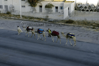 Camel Corps La Goulette